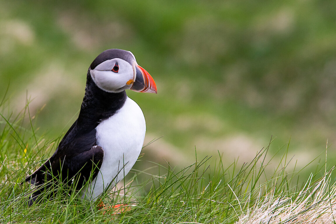 Puffins at Sumburgh Head