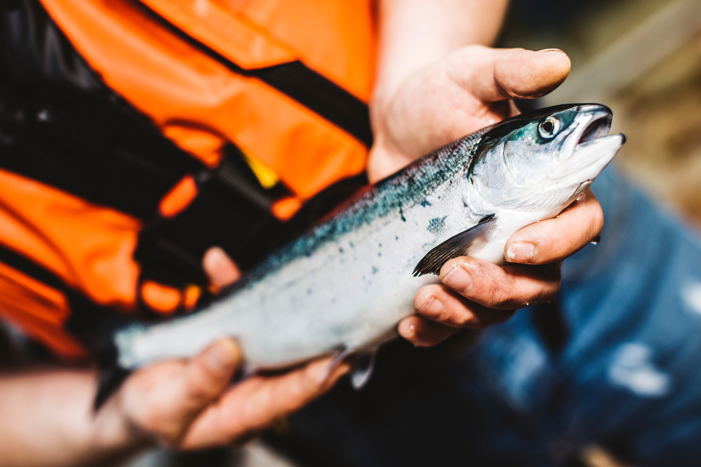 Salmon: Helping Shetland leap ahead | Shetland.org