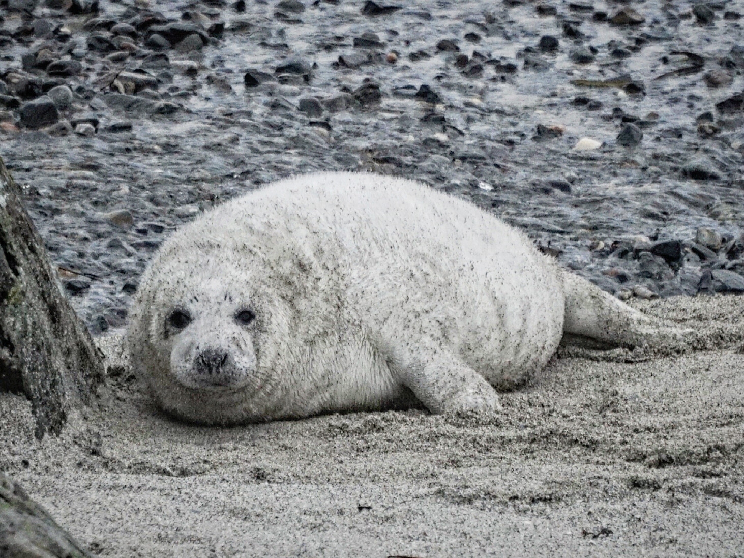 Magical Moments Spotting A Shetland Seal Pup | Shetland.org